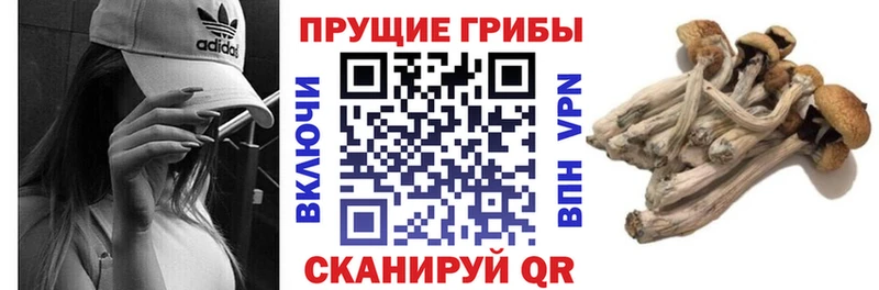 где купить наркоту  Адыгейск  Галлюциногенные грибы Psilocybine cubensis 